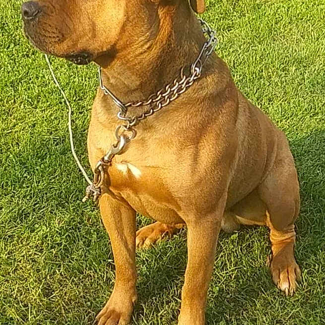 King Zeus joined the competition — help win amazing prizes! accessories, animal, boxer, bulldog, canine, dog, frenchbulldog, grass, halter, jewelry, labradorretriever, lawn, leash, necklace, pet, pitbull, plant, puppy, snout, strap