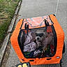 dog, pet_trailer, orange, sunglasses, blanket, outdoor, road, grass, wooden_post, pet, canine, leash, colorful, shade, vehicle_accessory, sidewalk, summer, sunny, resting, travel