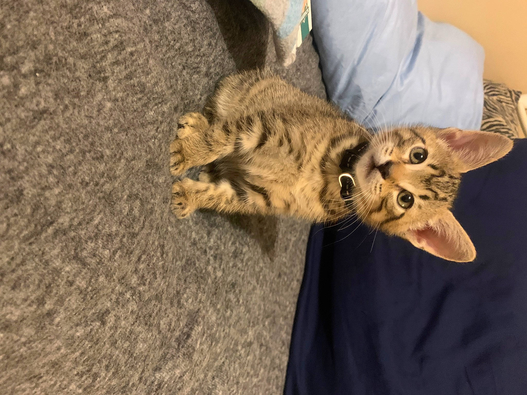 Zeus joined the competition — help win amazing prizes! carnivore, cat, claw, comfort, domestic_short_haired_cat, eye, fawn, felidae, fur, paw, small_to_medium_sized_cats, snout, tail, terrestrial_animal, whiskers, wildlife, wood