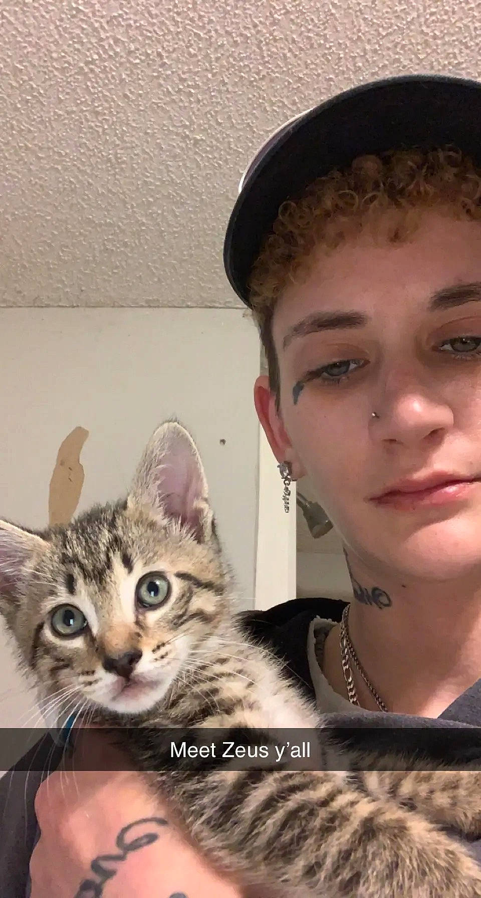 Zeus joined the competition — help win amazing prizes! cap, carnivore, cat, cool, ear, eye, eyebrow, eyelash, facial_expression, felidae, gesture, head, iris, jaw, nose, organ, skin, small_to_medium_sized_cats, snout, whiskers