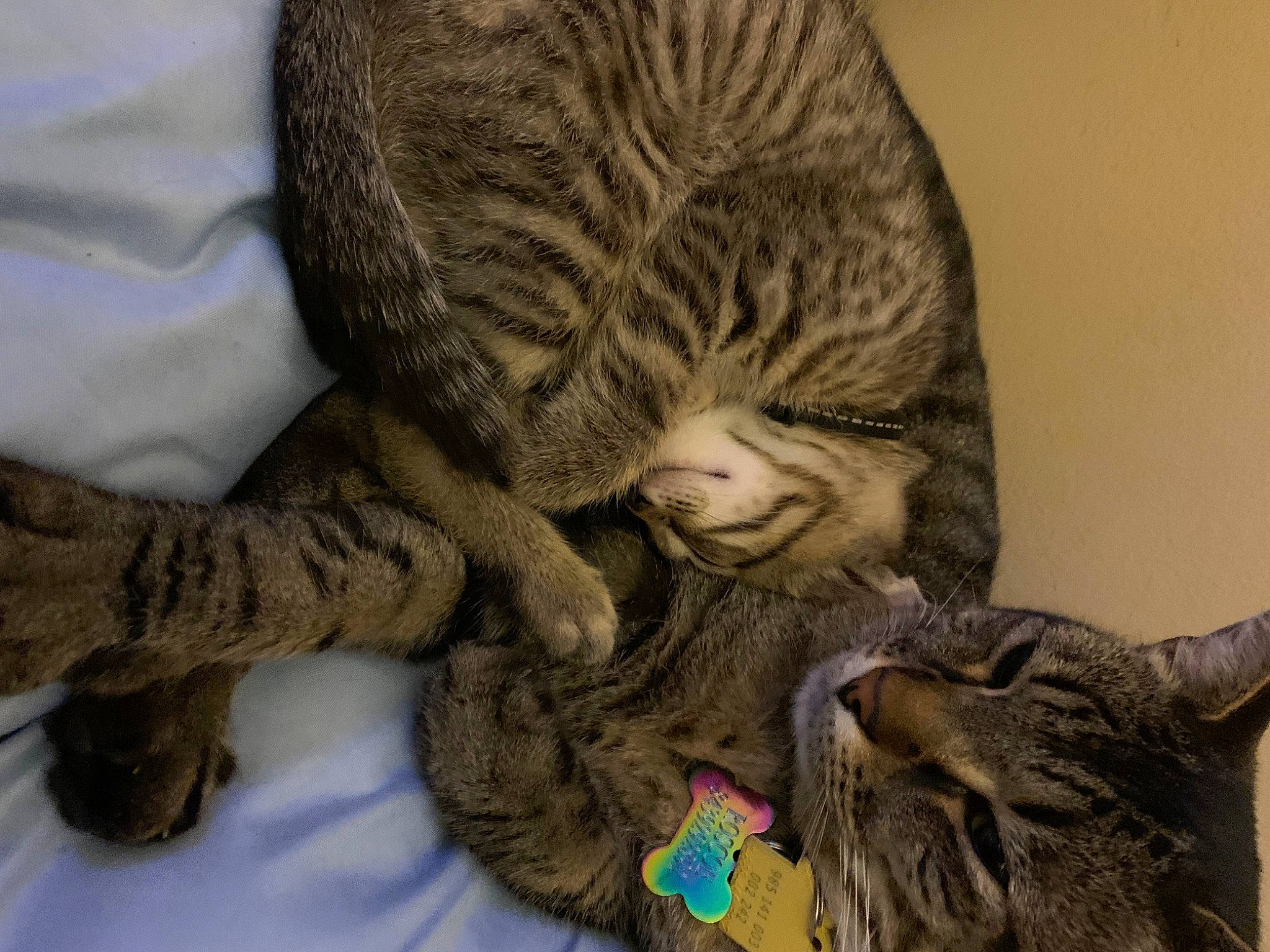 Roscoe is registered to the contest to win money with this photo: carnivore, cat, claw, comfort, domestic_short_haired_cat, fawn, felidae, fur, gesture, grey, nap, paw, sleep, small_to_medium_sized_cats, tail, terrestrial_animal, vertebrate, whiskers, wildlife