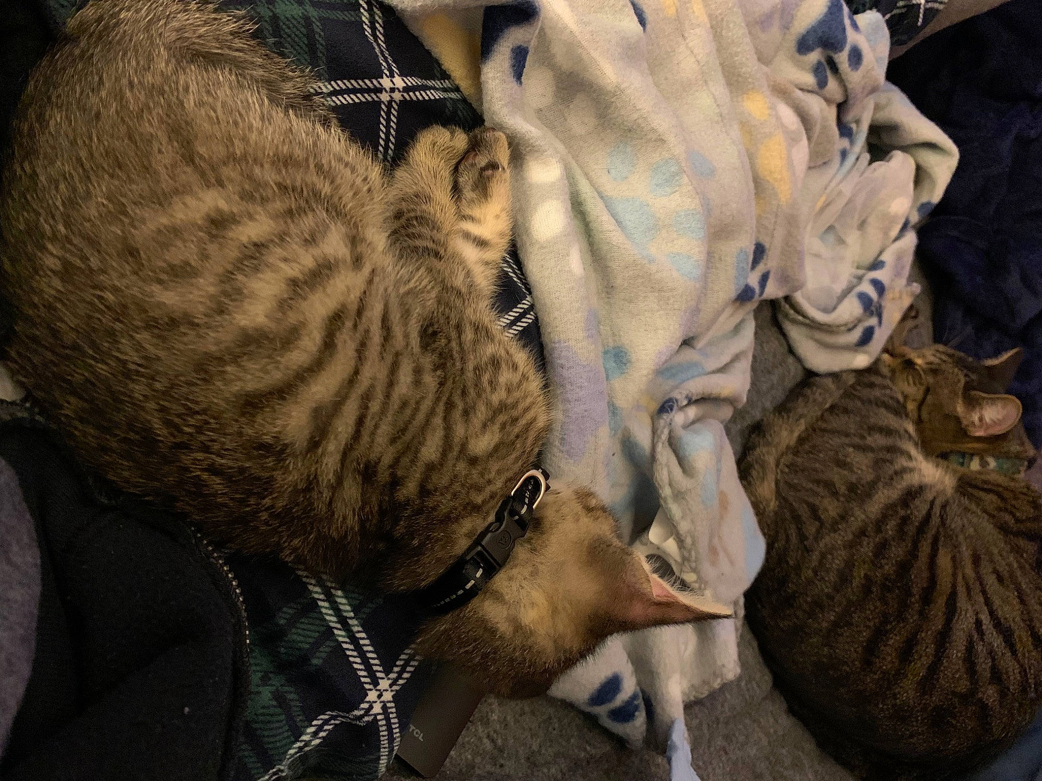 Roscoe is registered to the contest to win money with this photo: bag, carnivore, cat, claw, comfort, domestic_short_haired_cat, fawn, felidae, fur, grey, mammal, pattern, small_to_medium_sized_cats, snout, tail, terrestrial_animal, whiskers, wildlife, working_animal