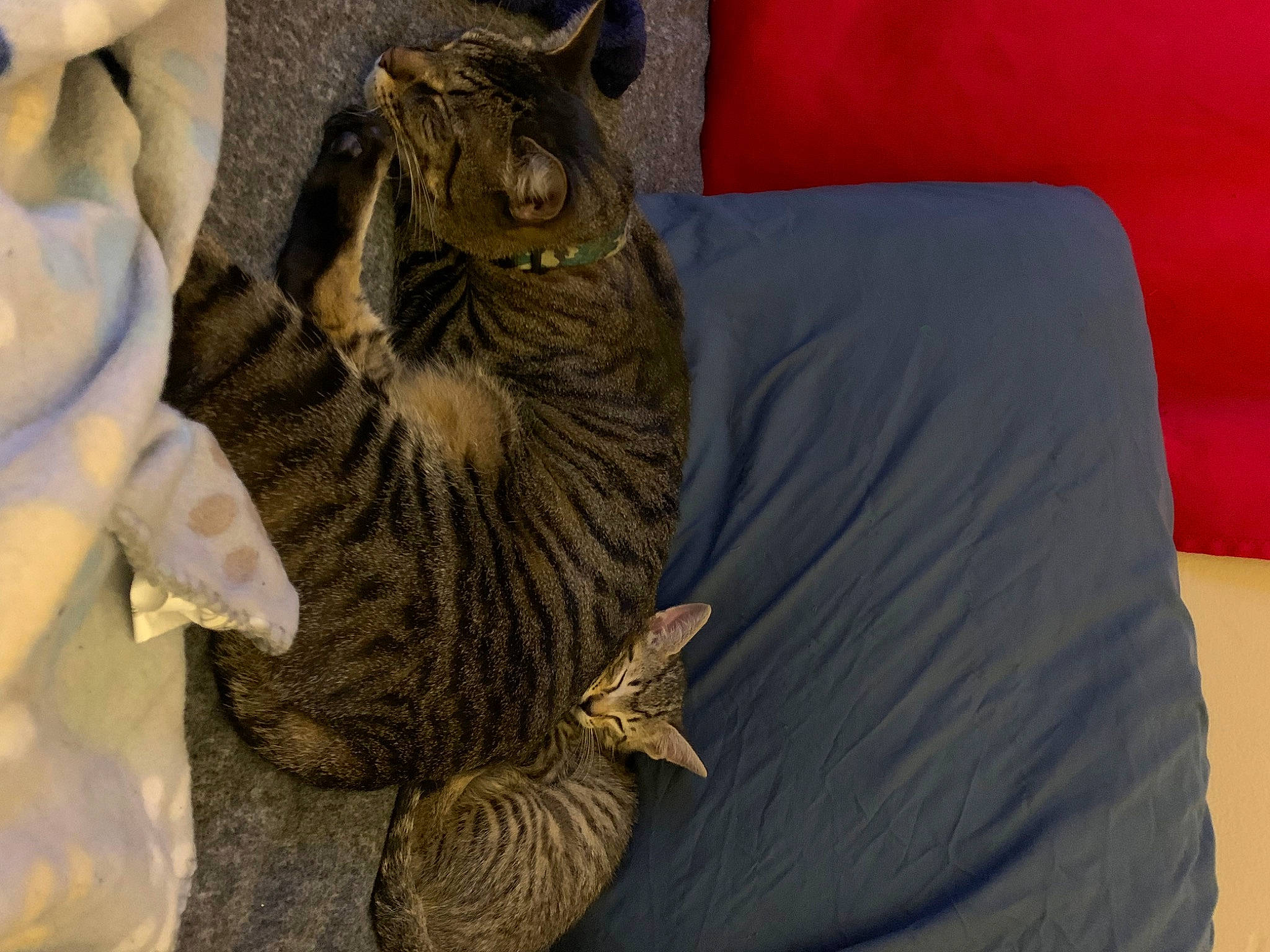 Roscoe joined the competition — help win amazing prizes! carnivore, cat, claw, comfort, domestic_short_haired_cat, fawn, felidae, fur, gesture, grey, linens, paw, sculpture, small_to_medium_sized_cats, snout, tail, whiskers