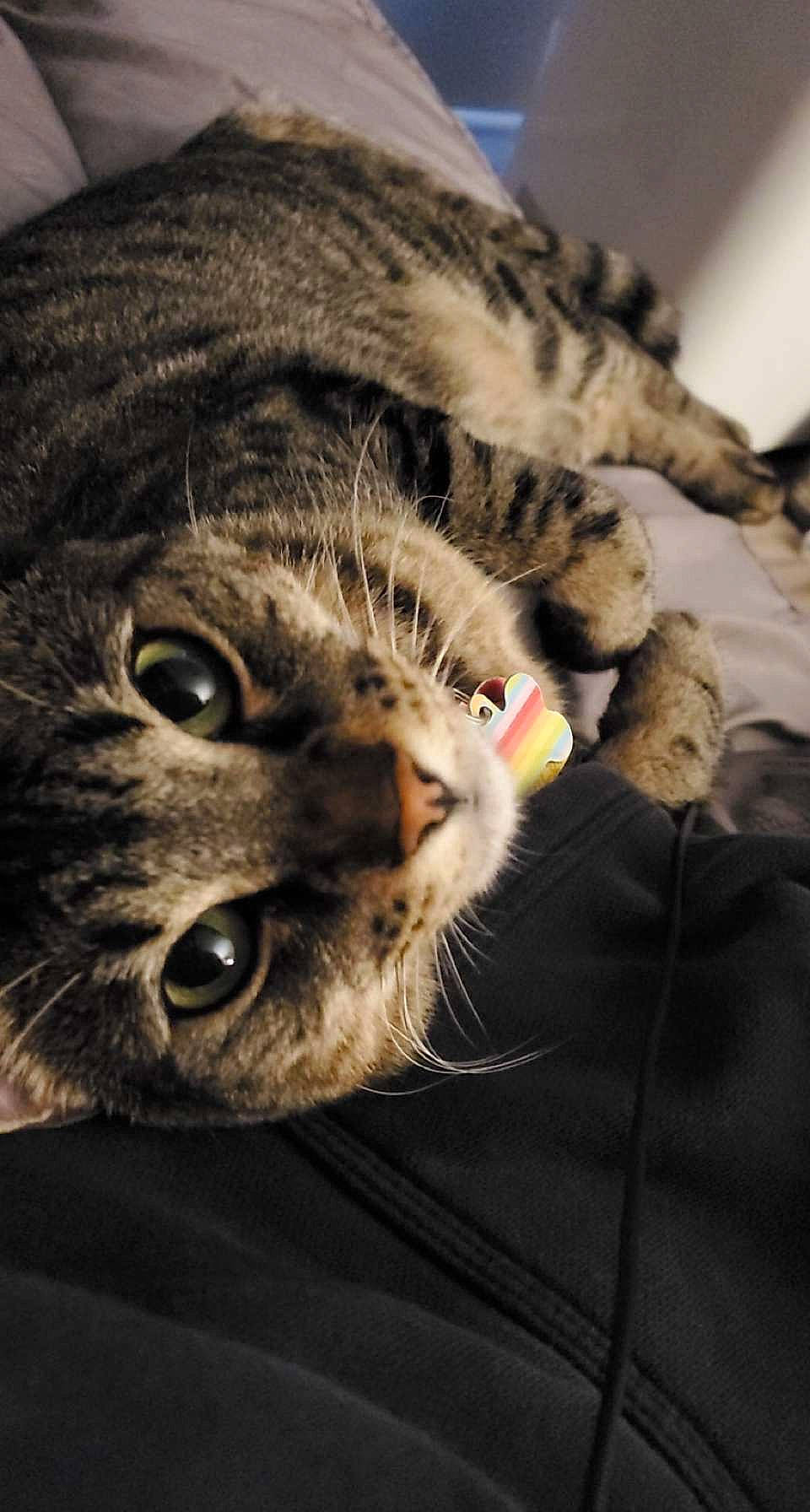 Roscoe joined the competition — help win amazing prizes! carnivore, cat, claw, close_up, comfort, domestic_short_haired_cat, felidae, fur, grey, mammal, paw, sand, small_to_medium_sized_cats, snout, tail, terrestrial_animal, textile, vertebrate, whiskers, wildlife