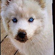 Kilo joined the competition — help win amazing prizes! puppy, dog, blue_eyes, muddy, white_fur, close_up, pet, animal, young_dog, outdoor, wooden_deck, cute, fur, portrait, looking_at_camera, mud, canine, mammal, adorable, face