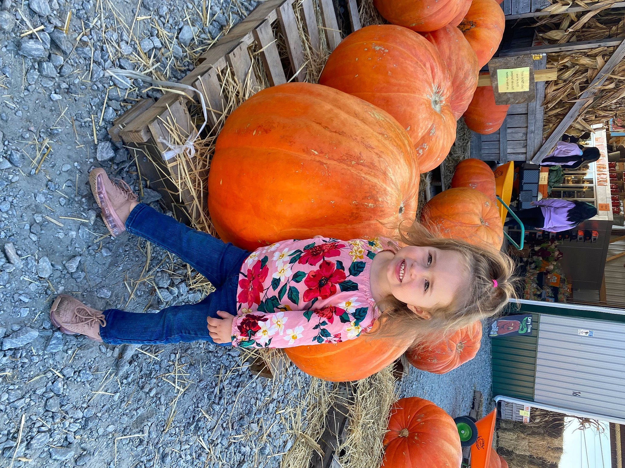 Lilah joined the competition — help win amazing prizes! calabaza, child, cucurbita, gourd, grass, joy, leisure, local_food, natural_foods, orange, person, plant, produce, pumpkin, squash, superfood, toddler, tree, vegetable, whole_food