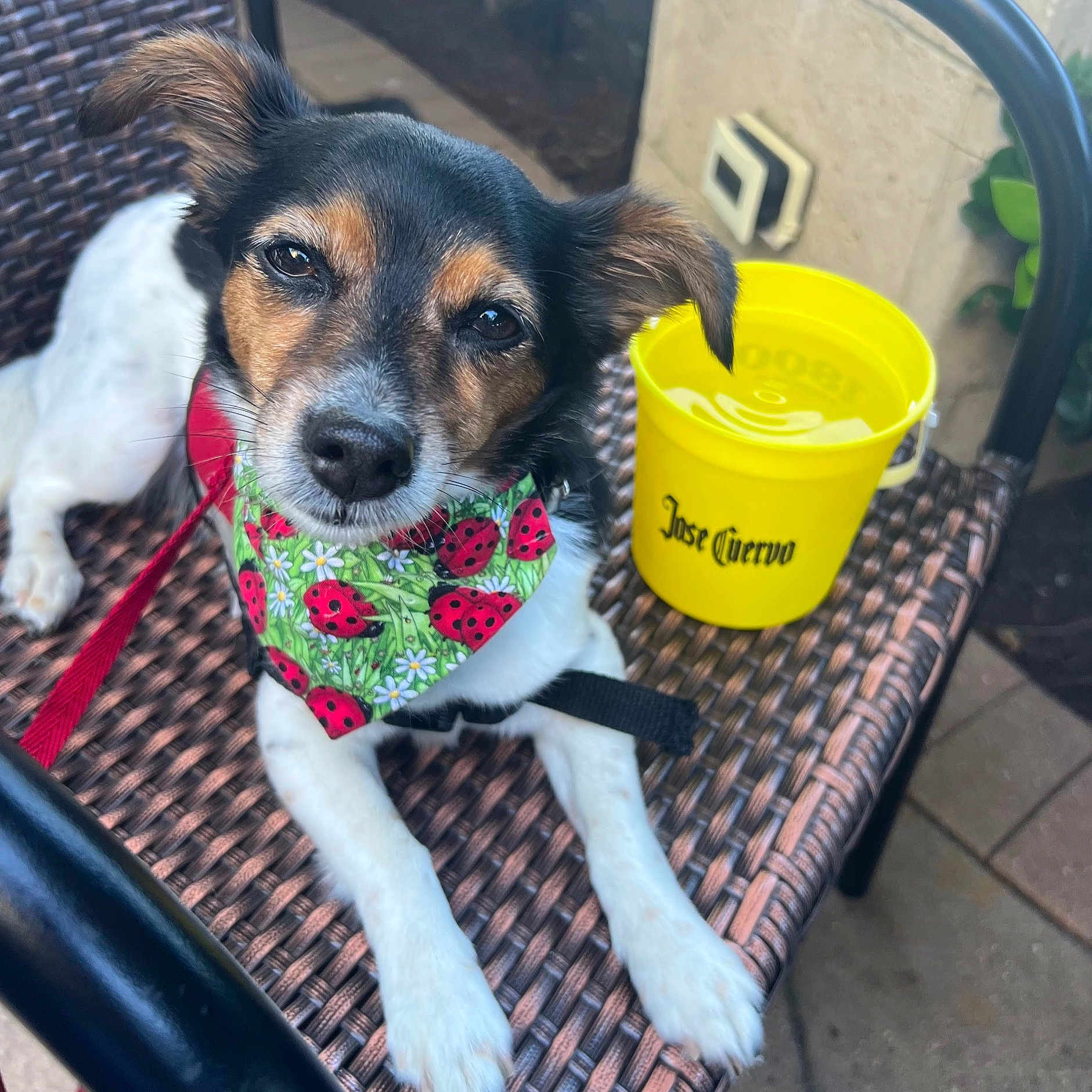 Dutchess is registered to the contest to win money with this photo: accessories, animal, bandana, beverage, canine, cockerspaniel, cup, disposablecup, dog, furniture, headband, hound, papillon, pet, puppy, racket, sport, strap, tennis, tennisracket