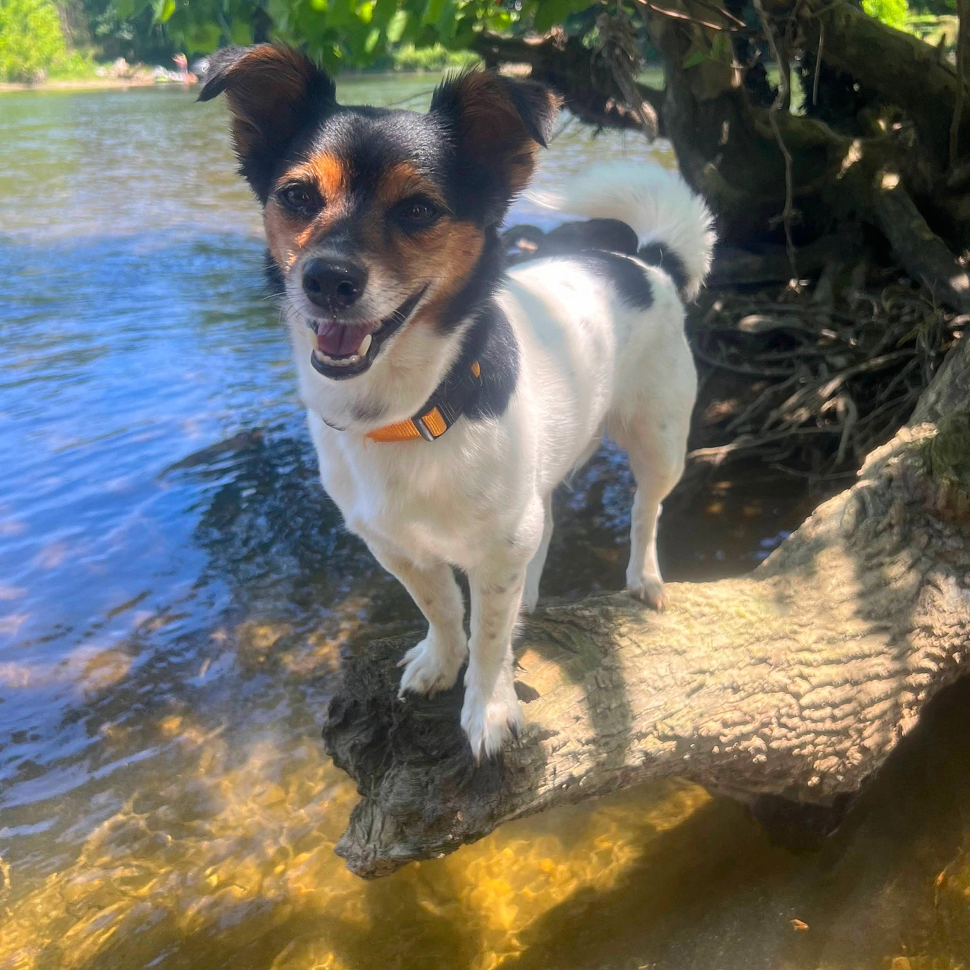 Dutchess is registered to the contest to win money with this photo: accessories, animal, ball, canine, dog, hound, lake, nature, outdoors, pet, plant, puppy, rock, sport, strap, summer, tree, vegetation, water, wood