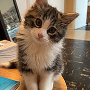 Chicha a rejoint le concours — aidez-le/la à gagner de superbes lots ! animal, cat, curious, cute, domestic, eyes, feline, fluffy, fur, head_tilt, indoor, kitten, paws, pet, sitting, small, table, whiskers, wooden_table, young