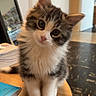 animal, cat, curious, cute, domestic, eyes, feline, fluffy, fur, head_tilt, indoor, kitten, paws, pet, sitting, small, table, whiskers, wooden_table, young