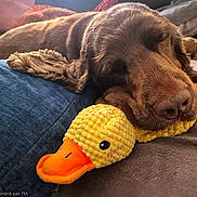 Aldo a rejoint le concours — aidez-le/la à gagner de superbes lots ! dog, sleeping, plush_toy, yellow_duck, brown_fur, cozy, resting, indoor, couch, blanket, soft_toy, pet, animal, cute, relaxed, close_up, snout, fur, nose, sleep