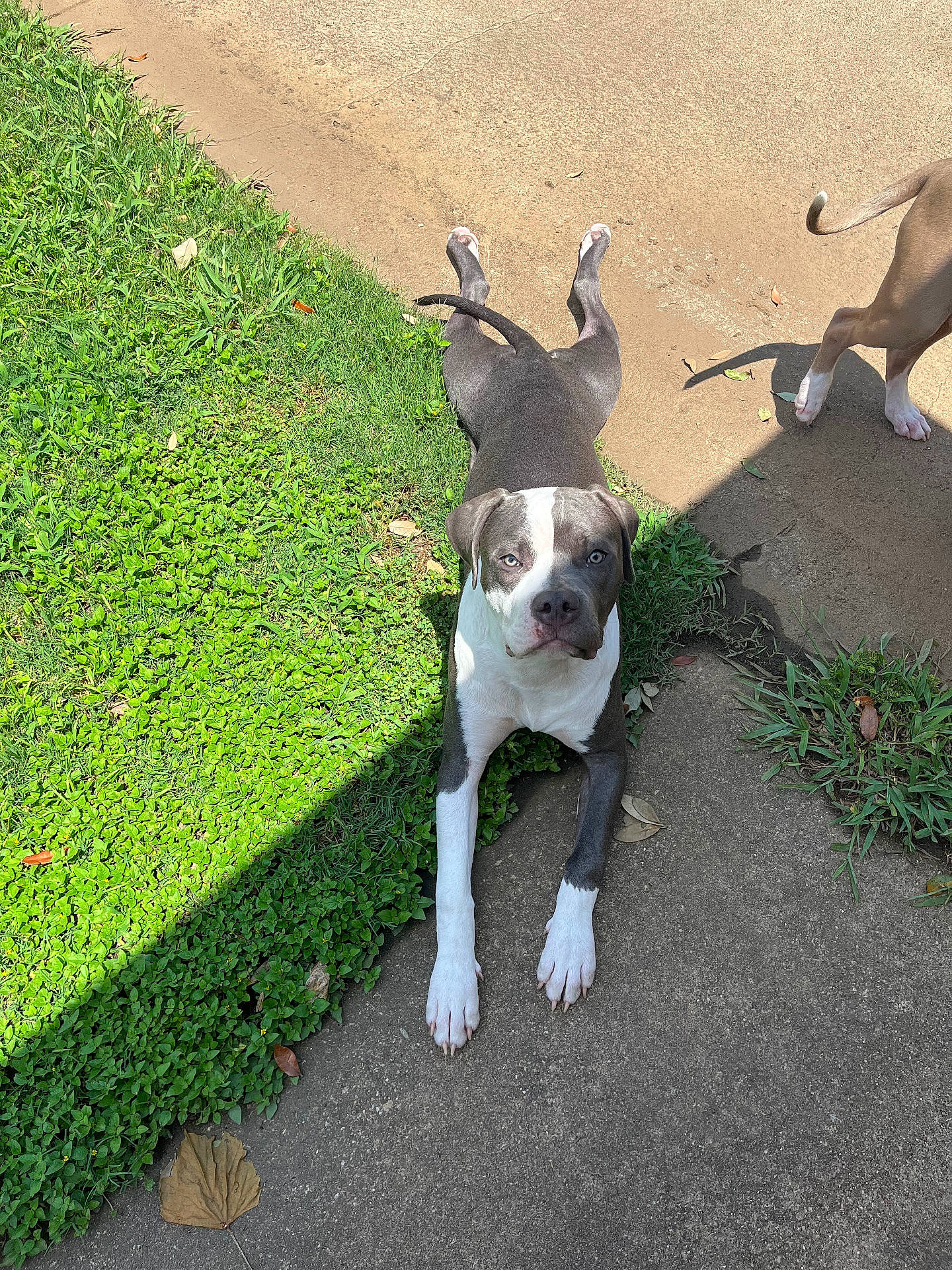 Zeus