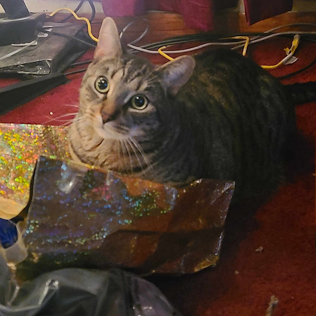 Smokey is registered to the contest to win money with this photo: animal, carpet, cat, christmas_lights, christmas_tree, closeup, cords, curious, curtain, decorations, ears, furniture, gift_bag, home, indoor, pet, plastic, red_carpet, tabby_cat, whiskers