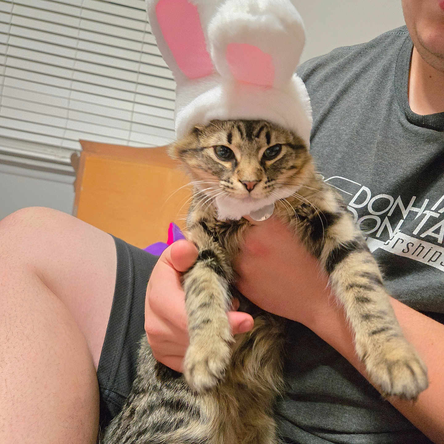 Charlie is registered to the contest to win money with this photo: animal, blinds, bunny_ears, cat, costume, cute, domestic_animal, furniture, furry, hand, holding, indoor, person, pet, portrait, shirt, shorts, tabby_cat, window, wood