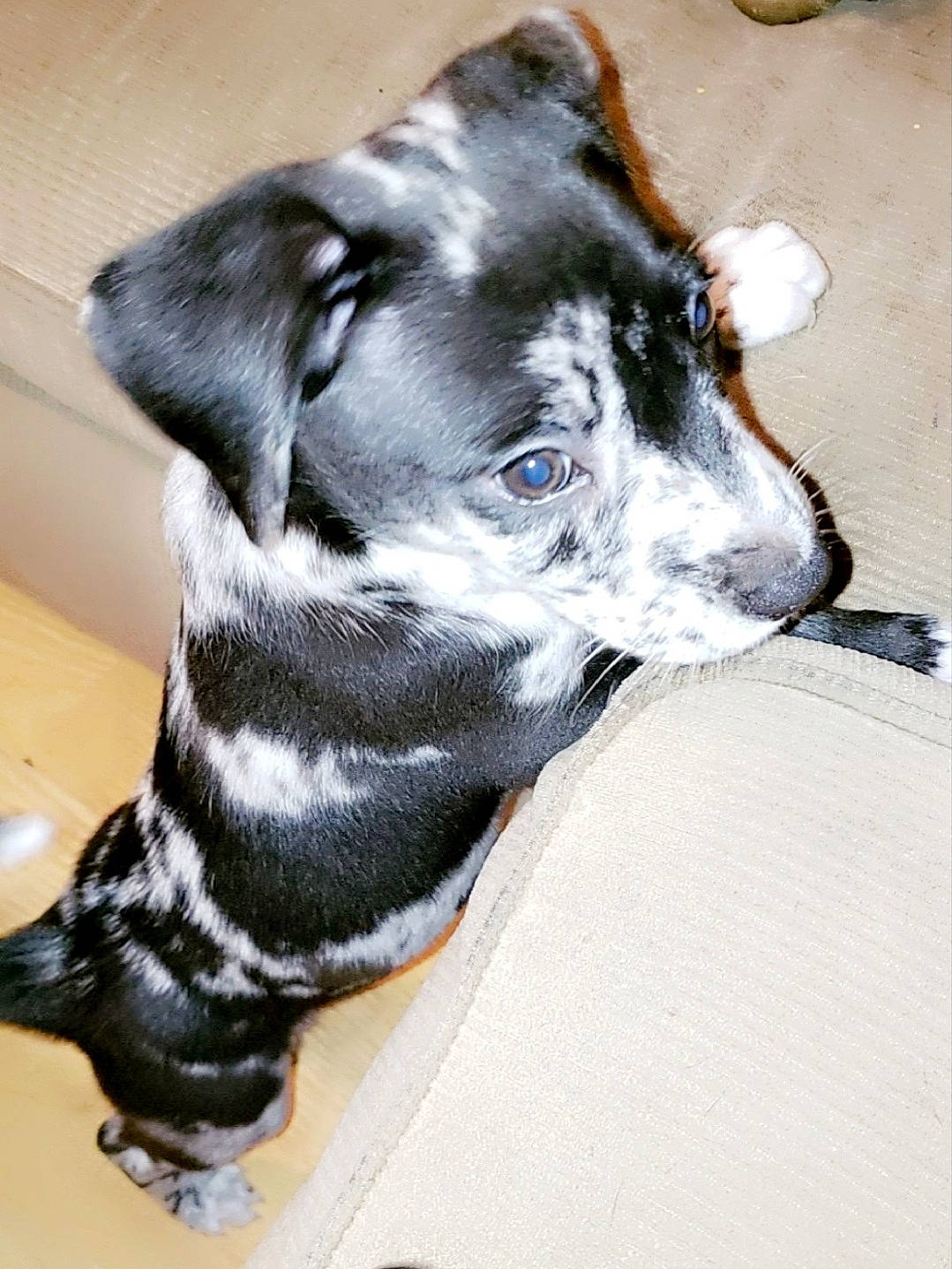 Grace is registered to the contest to win money with this photo: borador, canidae, carnivore, collar, companion_dog, dog, dog_breed, dog_collar, dog_supply, fawn, fur, guard_dog, leash, non_sporting_group, pet_supply, snout, sporting_group, whiskers, working_animal, working_dog