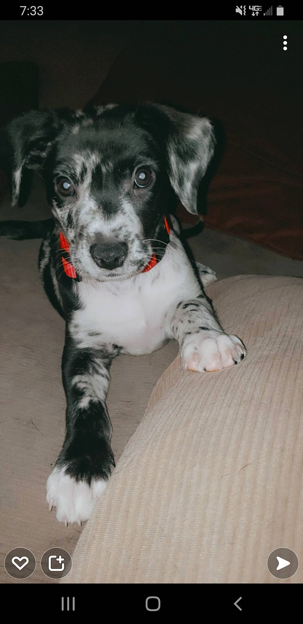 Grace is registered to the contest to win money with this photo: borador, canidae, carnivore, companion_dog, dog, dog_breed, fur, hardwood, non_sporting_group, paw, puppy, snout, sporting_group, street_dog, whiskers, wood, working_animal, working_dog