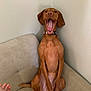 dog, brown_dog, yawning, couch, indoor, corner, pet, canine, tongue_out, collar, sitting, paw, human_hand, wall, beige, relaxed, animal, fur, domestic_animal, mouth_open