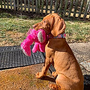 Bailey joined the competition — help win amazing prizes! dog, puppy, brown_dog, toy, plush_toy, pink_toy, outdoor, grass, fence, sunlight, doormat, pet, animal, collar, sitting, yard, playful, young_dog, nature, cute