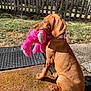 dog, puppy, brown_dog, toy, plush_toy, pink_toy, outdoor, grass, fence, sunlight, doormat, pet, animal, collar, sitting, yard, playful, young_dog, nature, cute