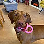 Bailey joined the competition — help win amazing prizes! dog, toy, pink_ring, living_room, fireplace, christmas_tree, gifts, stockings, wood_floor, furniture, chair, couch, pillow, decorations, pet, canine, indoor, holiday, curious, brown_dog