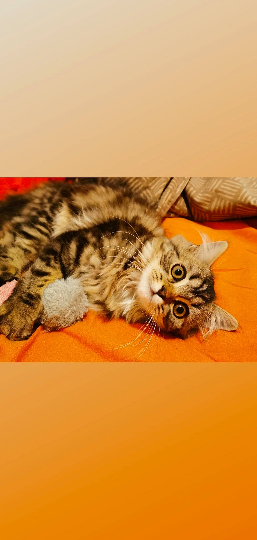 Savane participe au concours pour gagner de l'argent avec cette photo : bed, carnivore, cat, claw, comfort, couch, domestic_short_haired_cat, fawn, felidae, fur, paw, small_to_medium_sized_cats, tail, terrestrial_animal, whiskers, wood