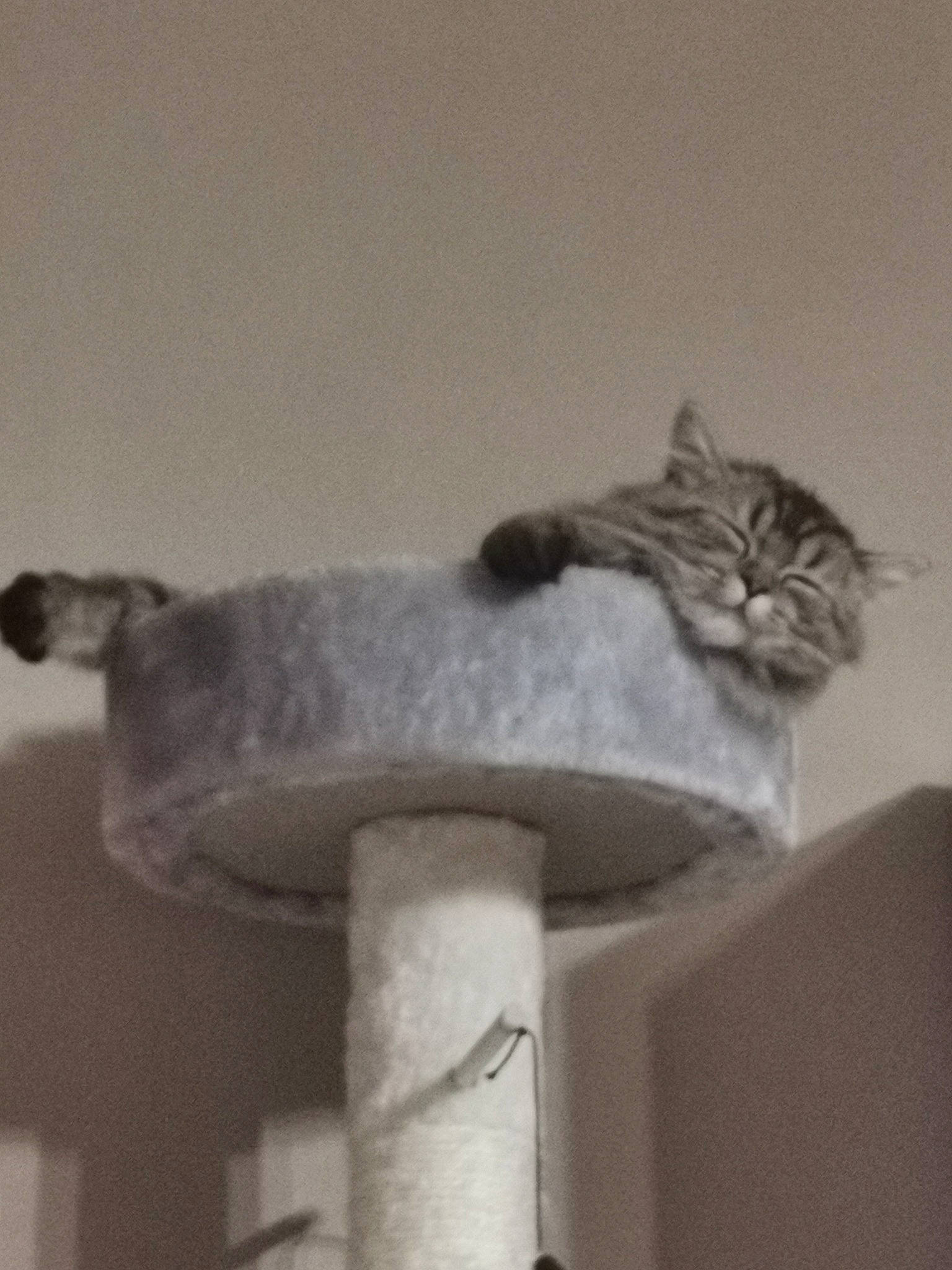 Savane participe au concours pour gagner de l'argent avec cette photo : carnivore, cat, cat_supply, comfort, domestic_short_haired_cat, fawn, felidae, fur, grey, hardwood, metal, paw, pedestal, room, small_to_medium_sized_cats, still_life_photography, tail, whiskers, window, wood