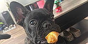 Soju joined the competition — help win amazing prizes! dog, french_bulldog, pastry, food, pet, indoor, living_room, table, balloons, can, slippers, floor, sofa, curious, black_dog, close_up, cute, domestic_animal, home, playful