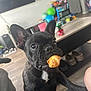 dog, french_bulldog, pastry, food, pet, indoor, living_room, table, balloons, can, slippers, floor, sofa, curious, black_dog, close_up, cute, domestic_animal, home, playful