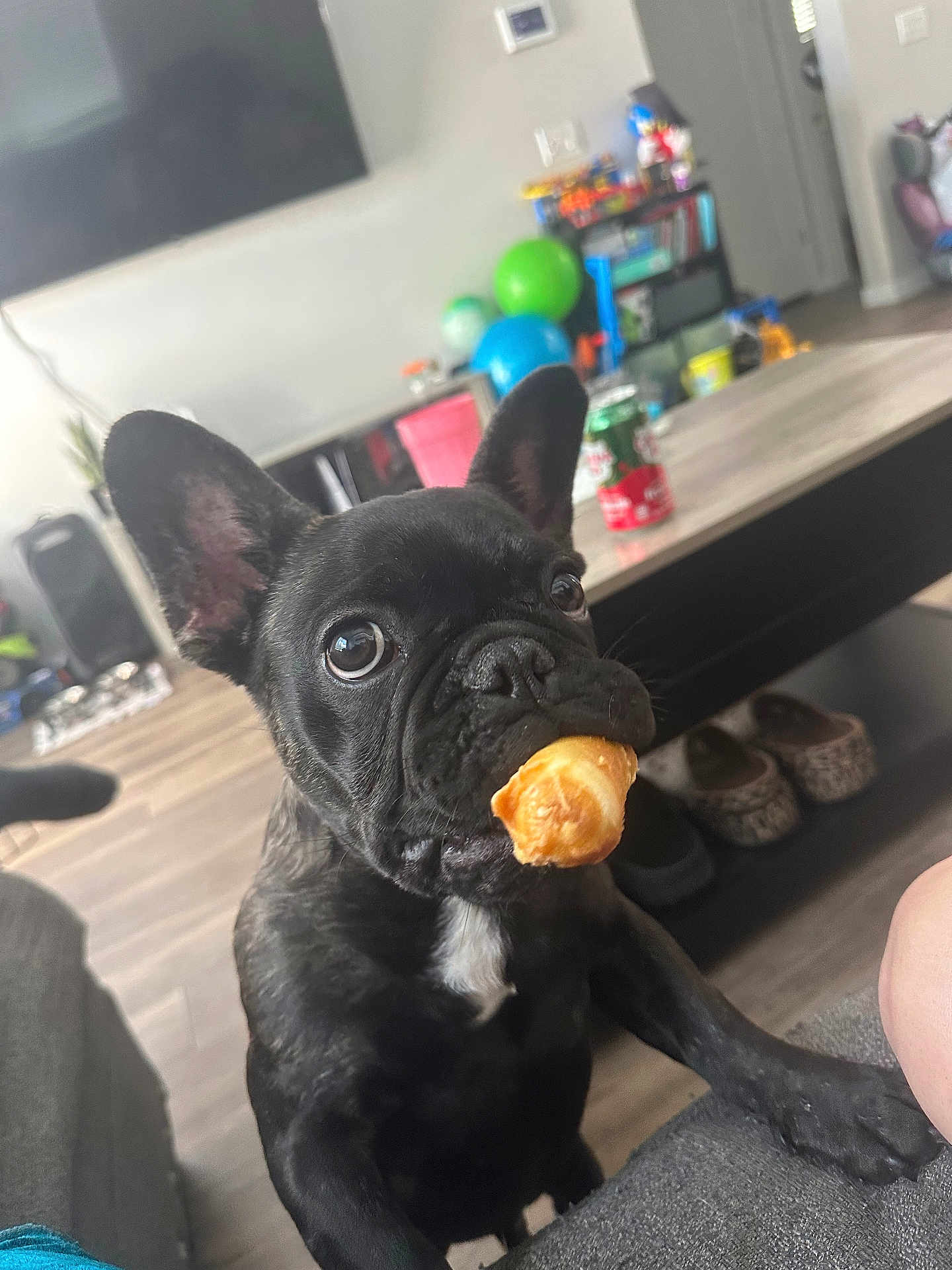 Soju joined the competition — help win amazing prizes! dog, french_bulldog, pastry, food, pet, indoor, living_room, table, balloons, can, slippers, floor, sofa, curious, black_dog, close_up, cute, domestic_animal, home, playful