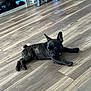 Soju joined the competition — help win amazing prizes! dog, puppy, french_bulldog, brindle, floor, wooden_floor, indoor, shelf, books, game_controller, toy, pet, laying_down, curious, ears_up, small_dog, domestic_animal, young_dog, flooring, room