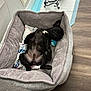 Soju is registered to the contest to win money with this photo: puppy, dog, sleeping, bed, toy, black_dog, indoor, pet, cozy, wood_floor, dog_bowl, resting, cute, animal, fur, small_dog, relaxing, comfortable, domestic, nap