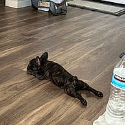 Soju is registered to the contest to win money with this photo: dog, puppy, french_bulldog, brindle, floor, wooden_floor, indoor, car_seat, water_bottle, relaxed, sprawled, pet, animal, home, mat, door, plastic, container, resting, cute