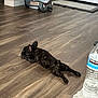 dog, puppy, french_bulldog, brindle, floor, wooden_floor, indoor, car_seat, water_bottle, relaxed, sprawled, pet, animal, home, mat, door, plastic, container, resting, cute