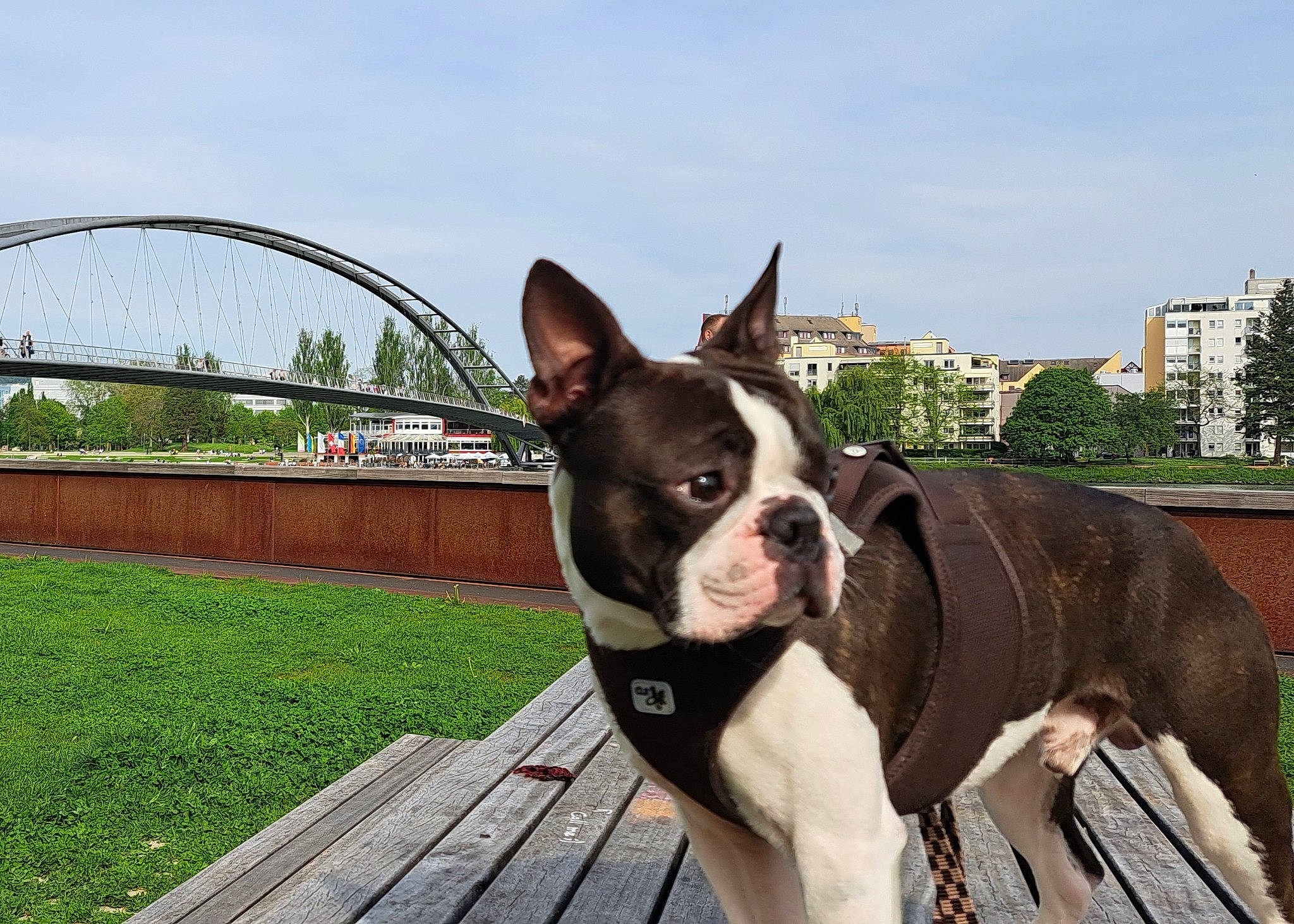 Scott a rejoint le concours — aidez-le/la à gagner de superbes lots ! boston_terrier, carnivore, cloud, collar, companion_dog, dog, dog_breed, dog_collar, fawn, grass, house, mammal, plant, sky, snout, tree, vertebrate, whiskers, window, working_animal
