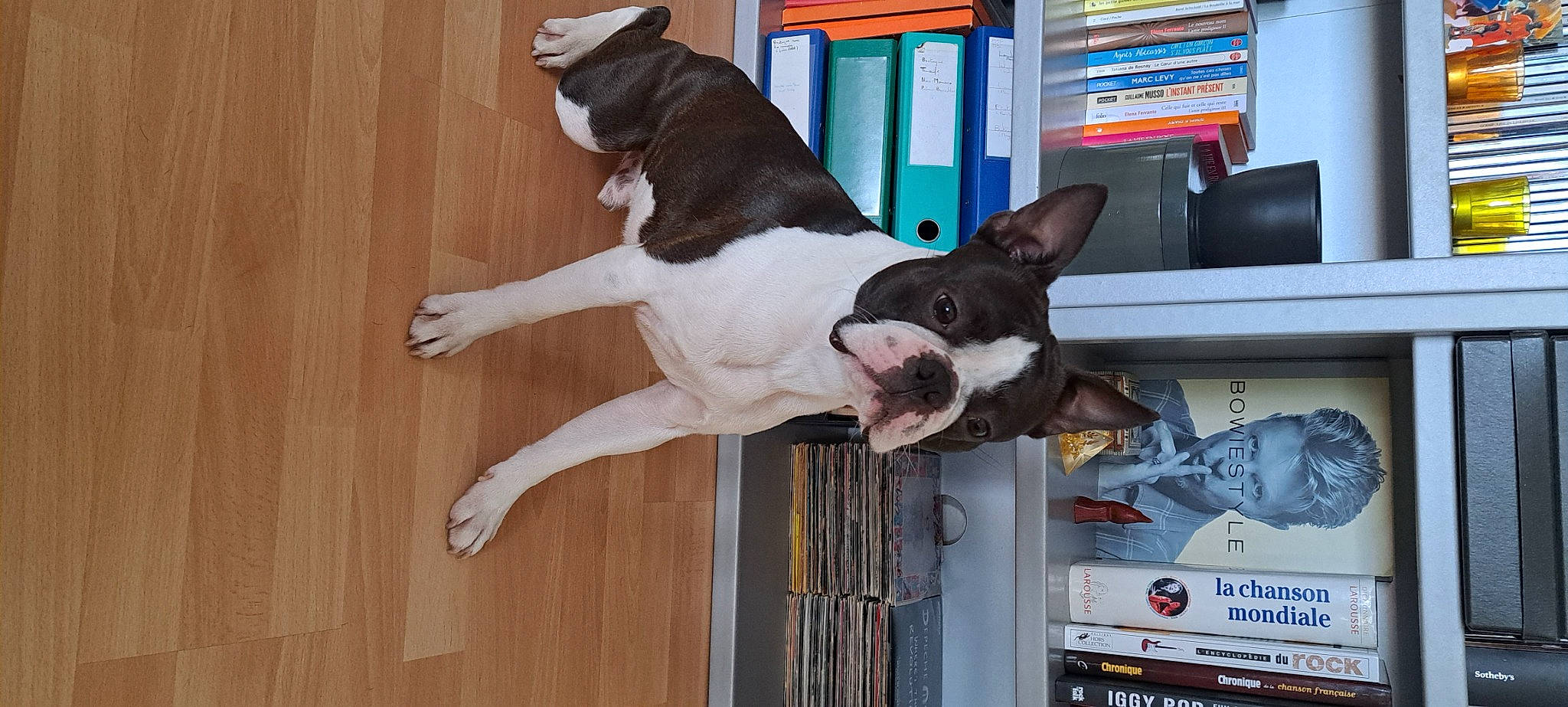 Scott participe au concours pour gagner de l'argent avec cette photo : bookcase, canidae, carnivore, collar, companion_dog, dog, dog_breed, dog_collar, dog_supply, fawn, flooring, fur, great_dane, hardwood, snout, sporting_group, tail, whiskers, wood, working_animal