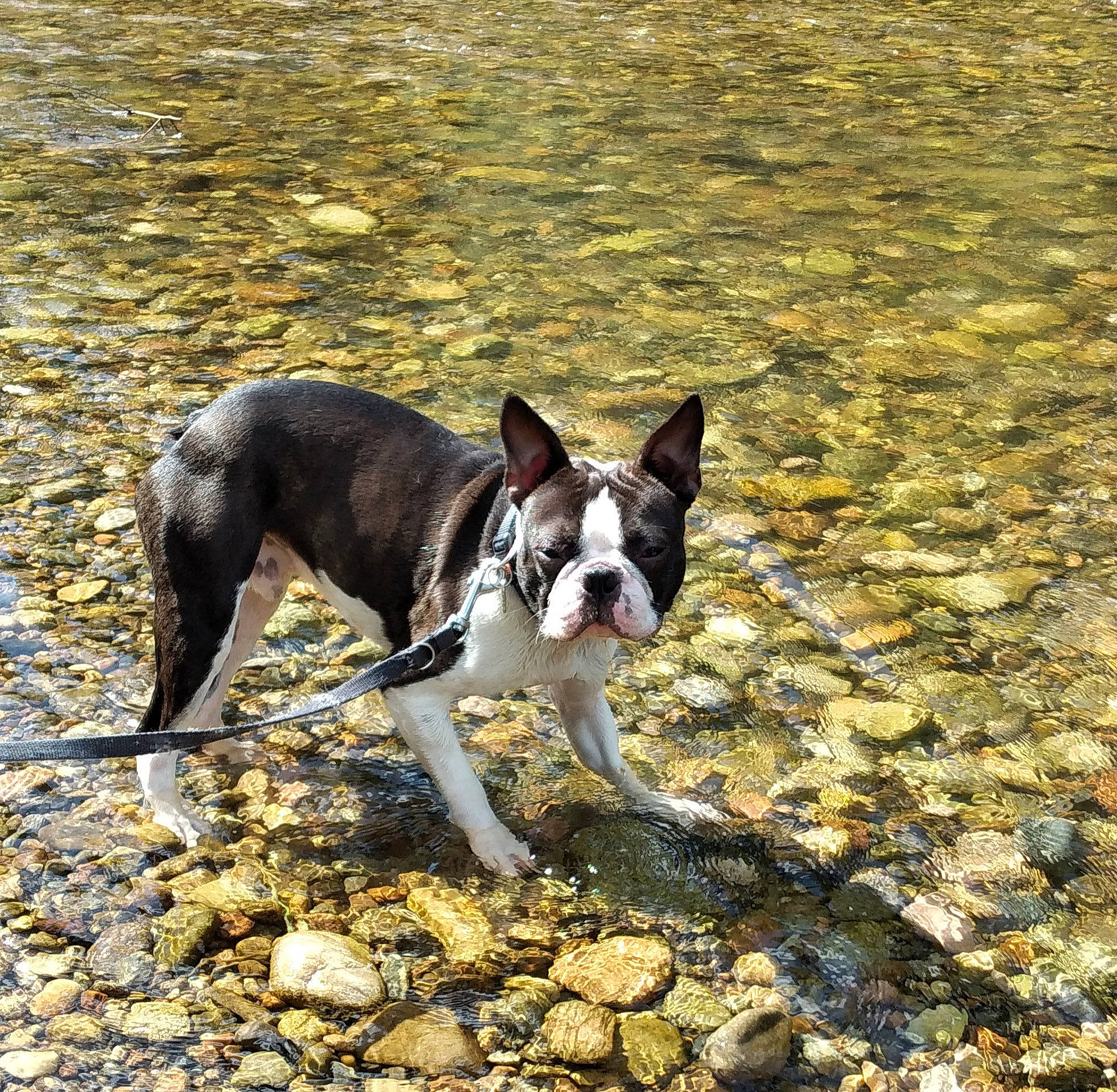 Scott participe au concours pour gagner de l'argent avec cette photo : adventure, ball, canidae, carmine, carnivore, collar, companion_dog, dog, dog_breed, dog_supply, fawn, grass, snout, soil, sporting_group, tail, terrestrial_animal, water, working_animal, working_dog