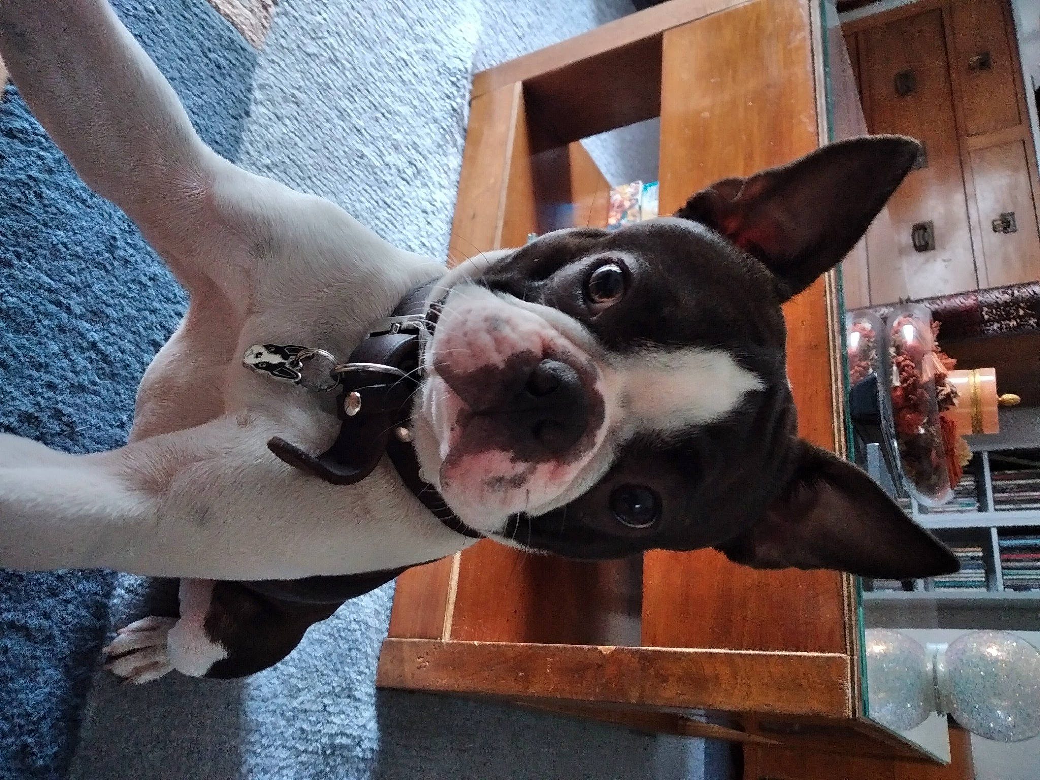 Scott a rejoint le concours — aidez-le/la à gagner de superbes lots ! canidae, carnivore, collar, companion_dog, dog, dog_breed, dog_collar, fashion_accessory, fawn, foot, fur, human_leg, jaw, non_sporting_group, paw, snout, sporting_group, whiskers, window, working_animal