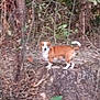 dog, animal, forest, tree_stump, brown, white, outdoor, nature, leaves, branches, canine, pet, standing, fur, wild, woodland, mammal, tree, bark, ground