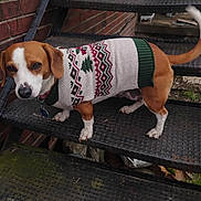 Little Lady joined the competition — help win amazing prizes! dog, sweater, stairs, brick_wall, outdoor, pet, animal, brown, white, festive, winter_clothing, canine, paw, tail, metal, texture, looking, collar, cute, standing