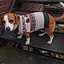 dog, sweater, stairs, brick_wall, outdoor, pet, animal, brown, white, festive, winter_clothing, canine, paw, tail, metal, texture, looking, collar, cute, standing