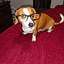 dog, glasses, bed, blanket, brown, white, pet, indoor, furniture, curtain, drawer, fur, canine, cute, looking_away, resting, small_dog, eyewear, home, animal
