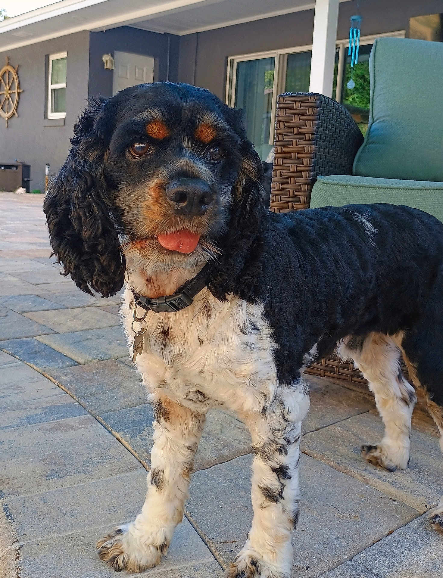 Roscoe joined the competition — help win amazing prizes! dog, pet, outdoor, curly_fur, black_and_white, tongue_out, collar, patio, stone_floor, wicker_chair, nautical_decor, window, door, house, fence, sunlight, animal, canine, portrait, domestic_animal