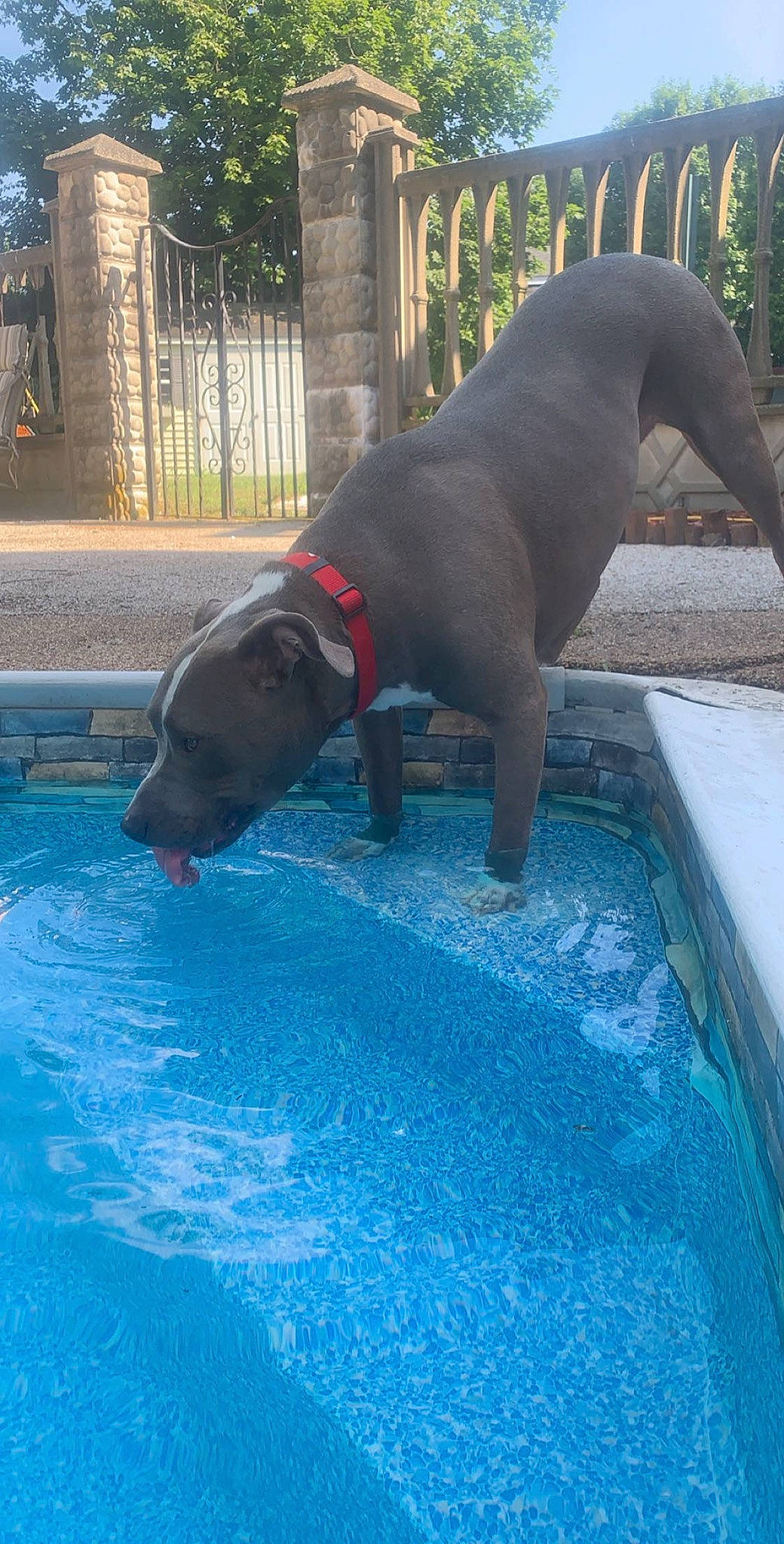 Bane joined the competition — help win amazing prizes! blue, canidae, carnivore, companion_dog, composite_material, dog, dog_breed, fawn, fluid, fun, gun_dog, leisure, mammal, plant, snout, sporting_group, tail, vertebrate, water, working_animal