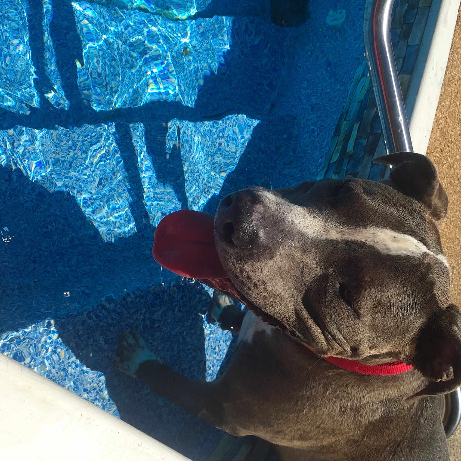 Bane is registered to the contest to win money with this photo: blue, carnivore, collar, companion_dog, dog, dog_breed, dog_collar, electric_blue, fawn, hood, leash, light, pet_supply, snout, sporting_group, tints_and_shades, vehicle_door, window, working_animal, wrinkle