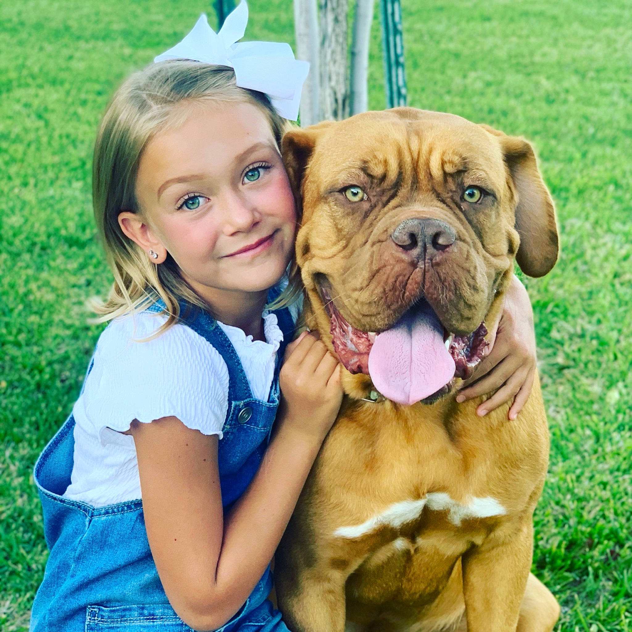 Shyanne joined the competition — help win amazing prizes! ancient_dog_breeds, australian_bulldog, bullmastiff, canidae, carnivore, companion_dog, dog, dog_breed, dogue_de_bordeaux, english_mastiff, guard_dog, joy, korean_mastiff, mammal, molosser, person, puppy_love, rare_breed_dog, skin, vertebrate
