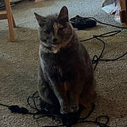 Daisy joined the competition — help win amazing prizes! cat, carpet, cord, cable, indoor, pet, animal, furniture, basket, storage, gray_cat, sitting, tangled_cords, household, floor, cute, domestic, feline, relaxed, room