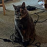 cat, carpet, cord, cable, indoor, pet, animal, furniture, basket, storage, gray_cat, sitting, tangled_cords, household, floor, cute, domestic, feline, relaxed, room
