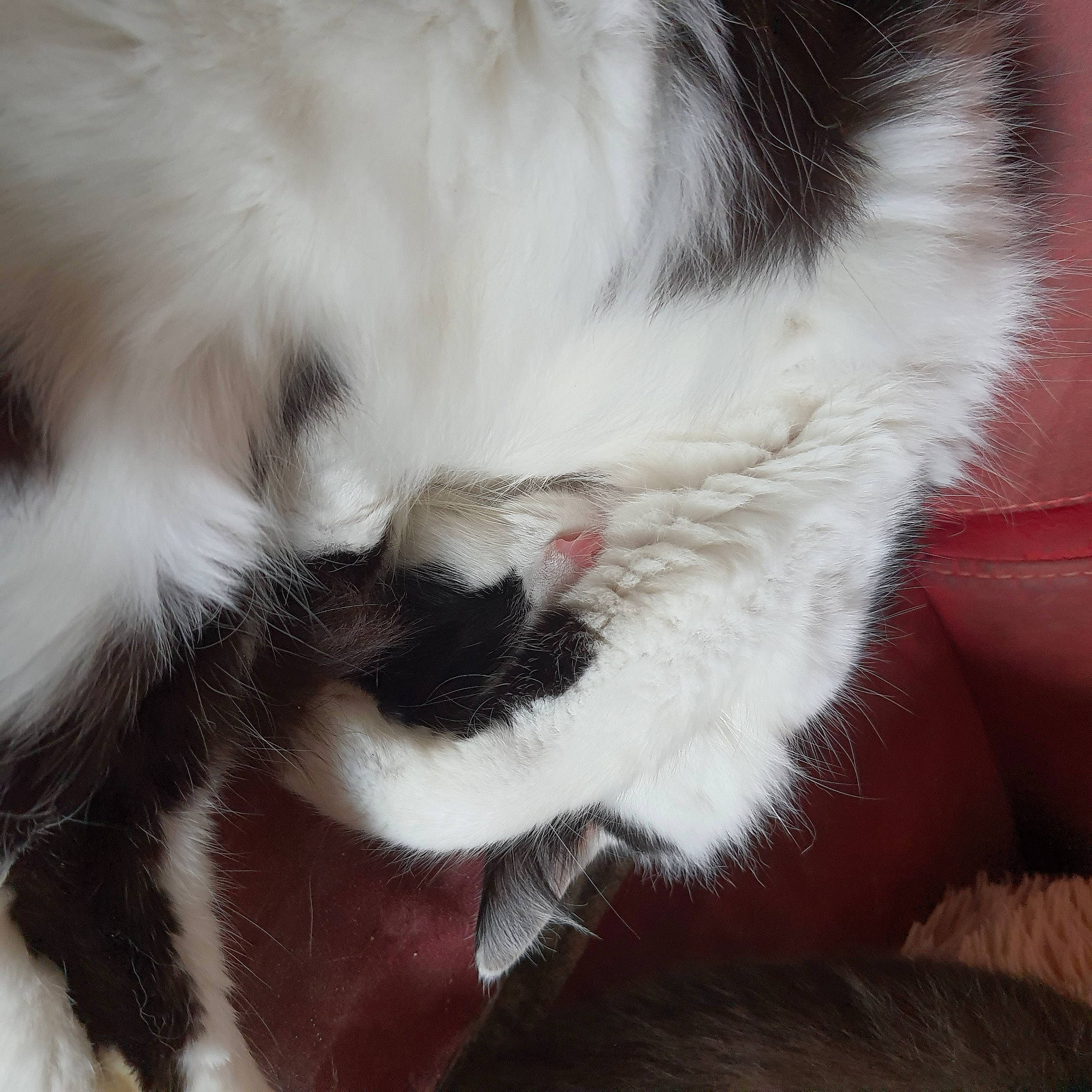 Guizmo a rejoint le concours — aidez-le/la à gagner de superbes lots ! carnivore, cat, claw, comfort, companion_dog, couch, ear, eye, fang, felidae, foot, fur, gesture, mammal, nap, paw, small_to_medium_sized_cats, snout, tail, whiskers