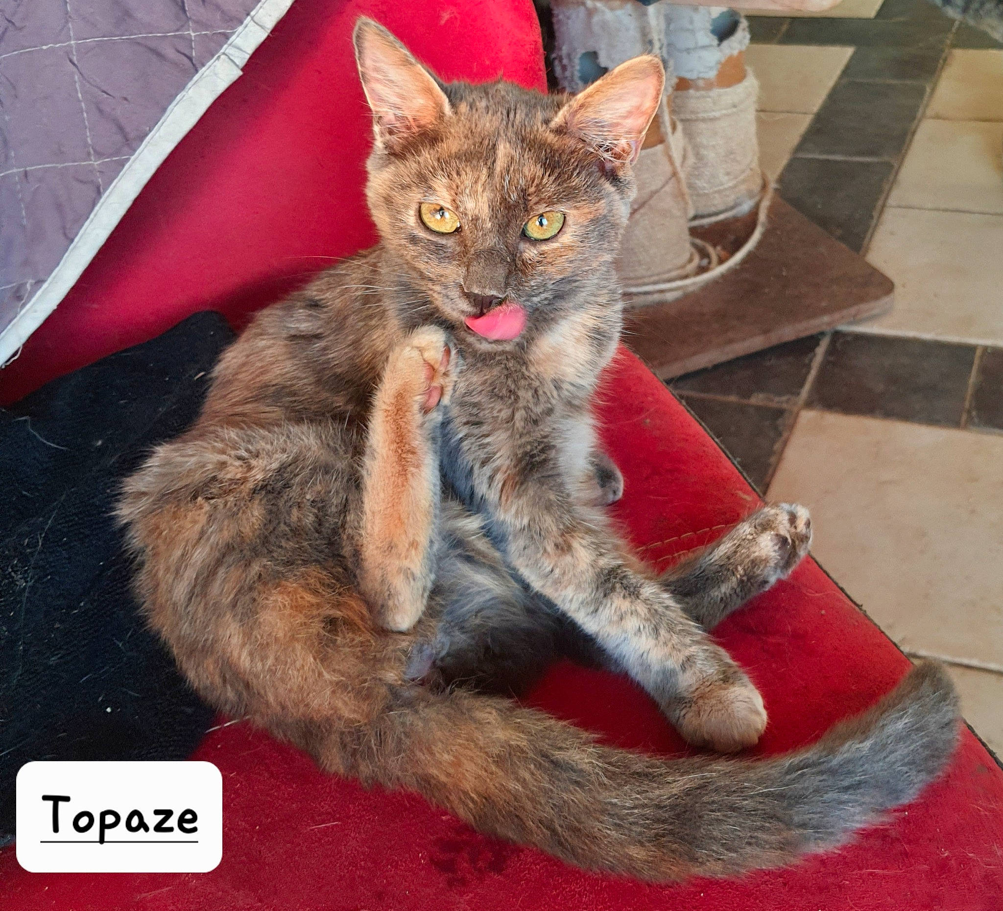 Guizmo participe au concours pour gagner de l'argent avec cette photo : carnivore, cat, claw, domestic_short_haired_cat, fawn, felidae, flooring, foot, fur, paw, photo_caption, sitting, small_to_medium_sized_cats, snout, tail, terrestrial_animal, whiskers, wildlife