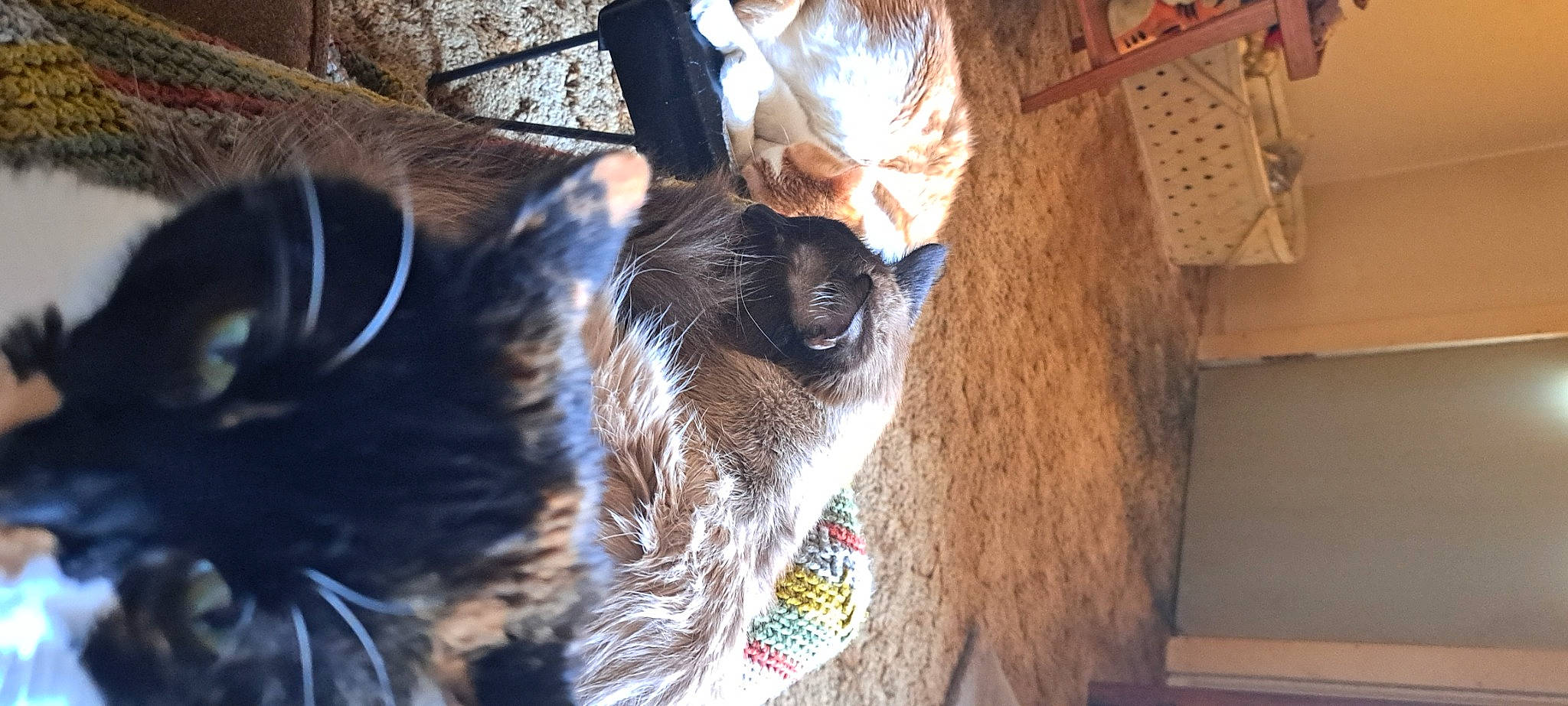 Syri joined the competition — help win amazing prizes! canidae, carnivore, cat, claw, collar, comfort, dog_breed, domestic_short_haired_cat, fawn, felidae, fur, natural_material, plant, small_to_medium_sized_cats, snout, sporting_group, tail, tree, whiskers, wood